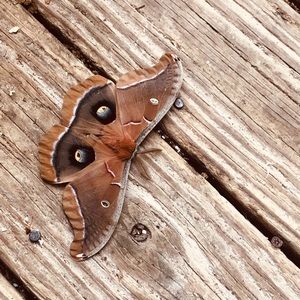 Meet your Posher, Valerie